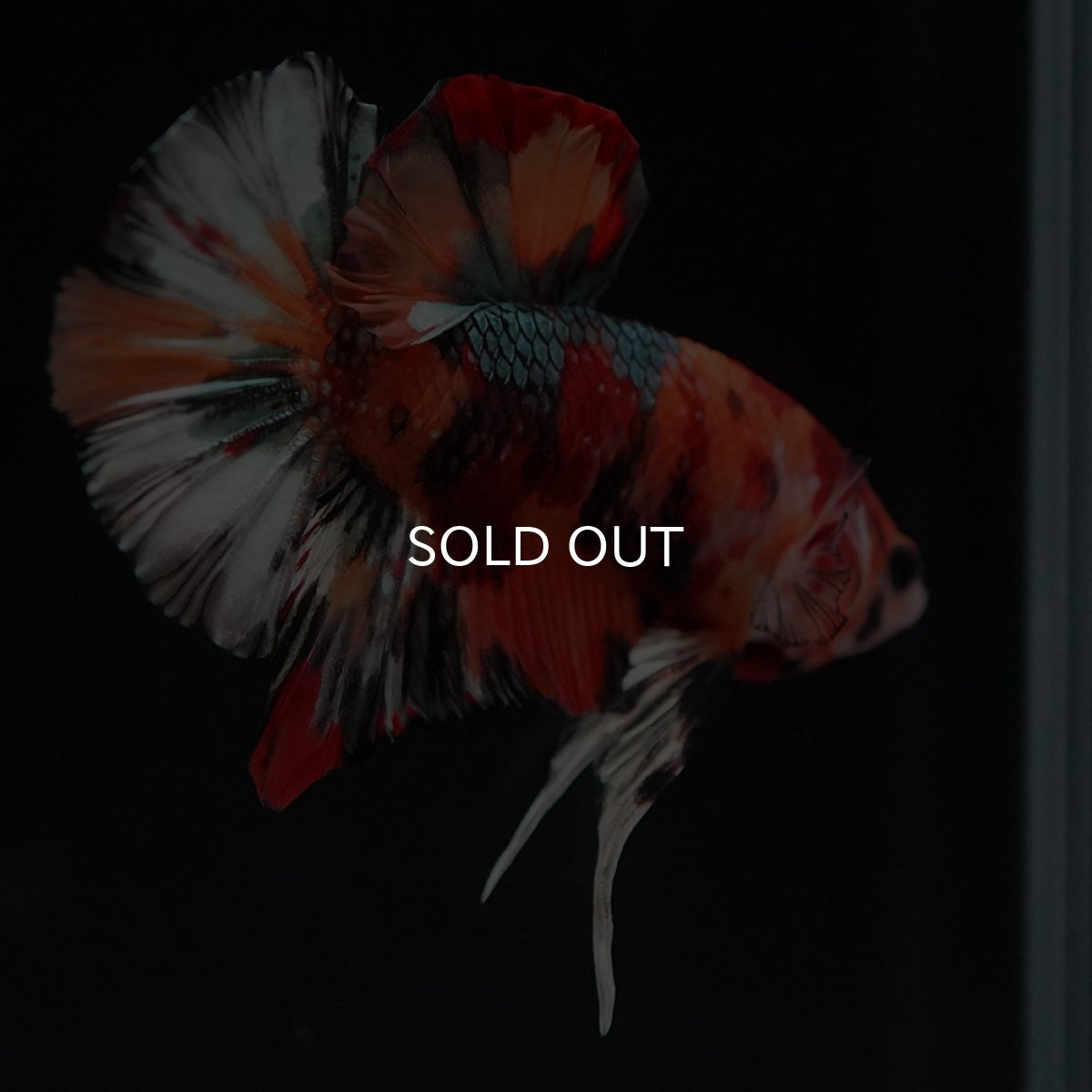 画像10: HMPK　キャンディカッパー (10)