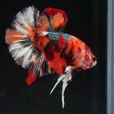 画像10: HMPK　キャンディカッパー (10)