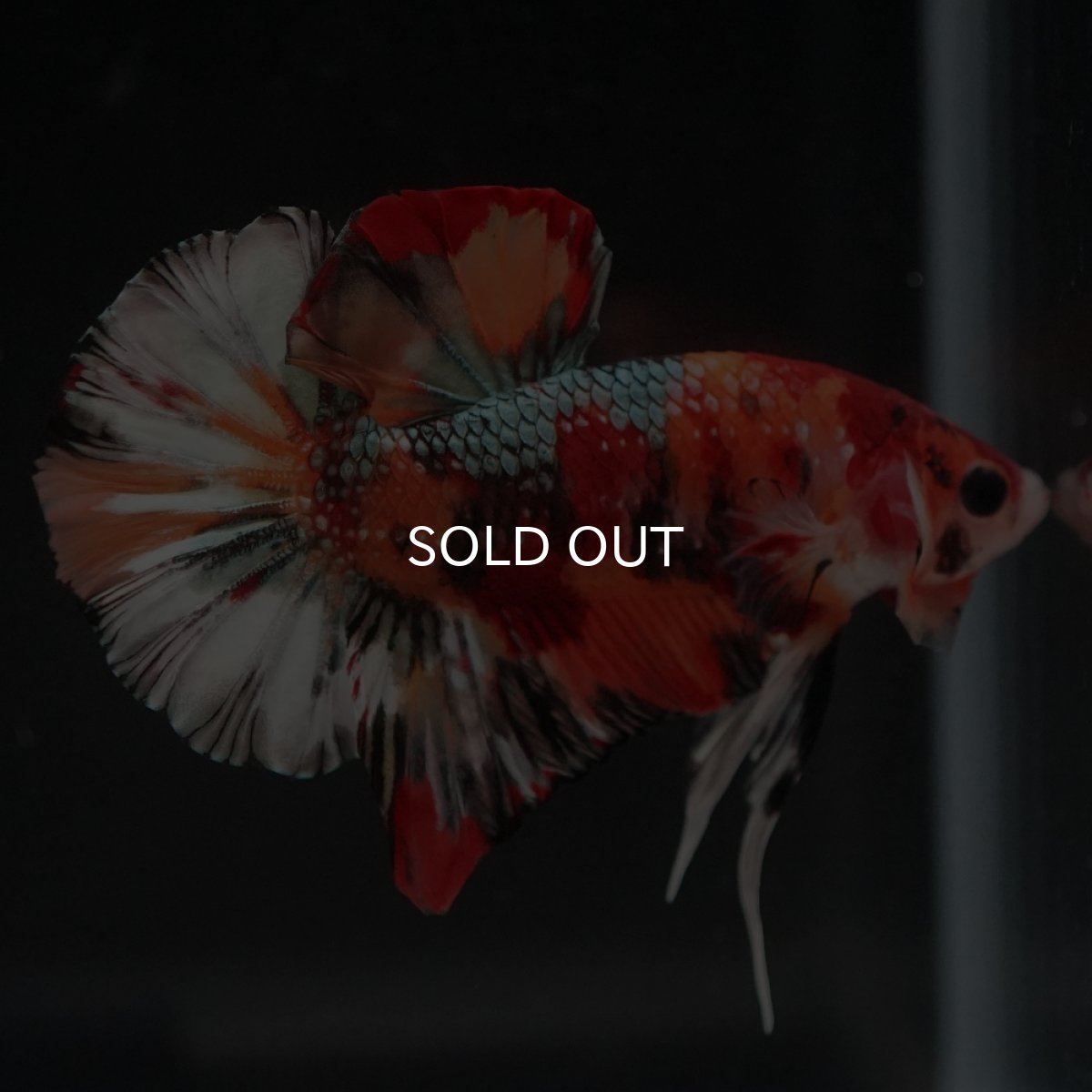 画像11: HMPK　キャンディカッパー (11)