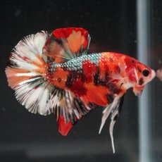 画像11: HMPK　キャンディカッパー (11)