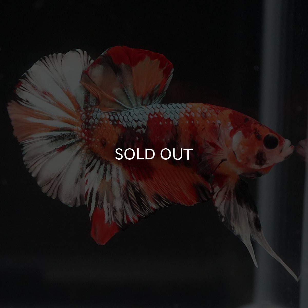 画像12: HMPK　キャンディカッパー (12)