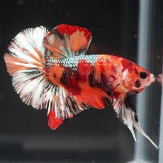 画像12: HMPK　キャンディカッパー (12)