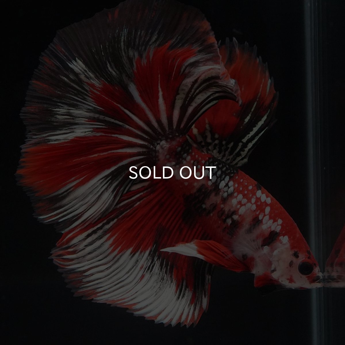 画像3: HM　鯉カッパー (3)