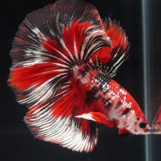 画像3: HM　鯉カッパー (3)