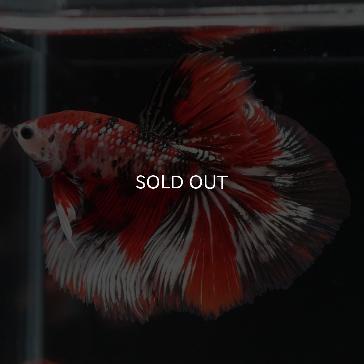 画像2: HM　鯉カッパー (2)