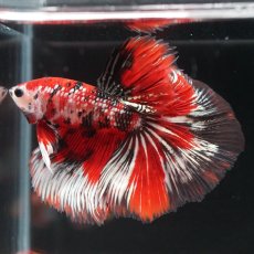 画像2: HM　鯉カッパー (2)