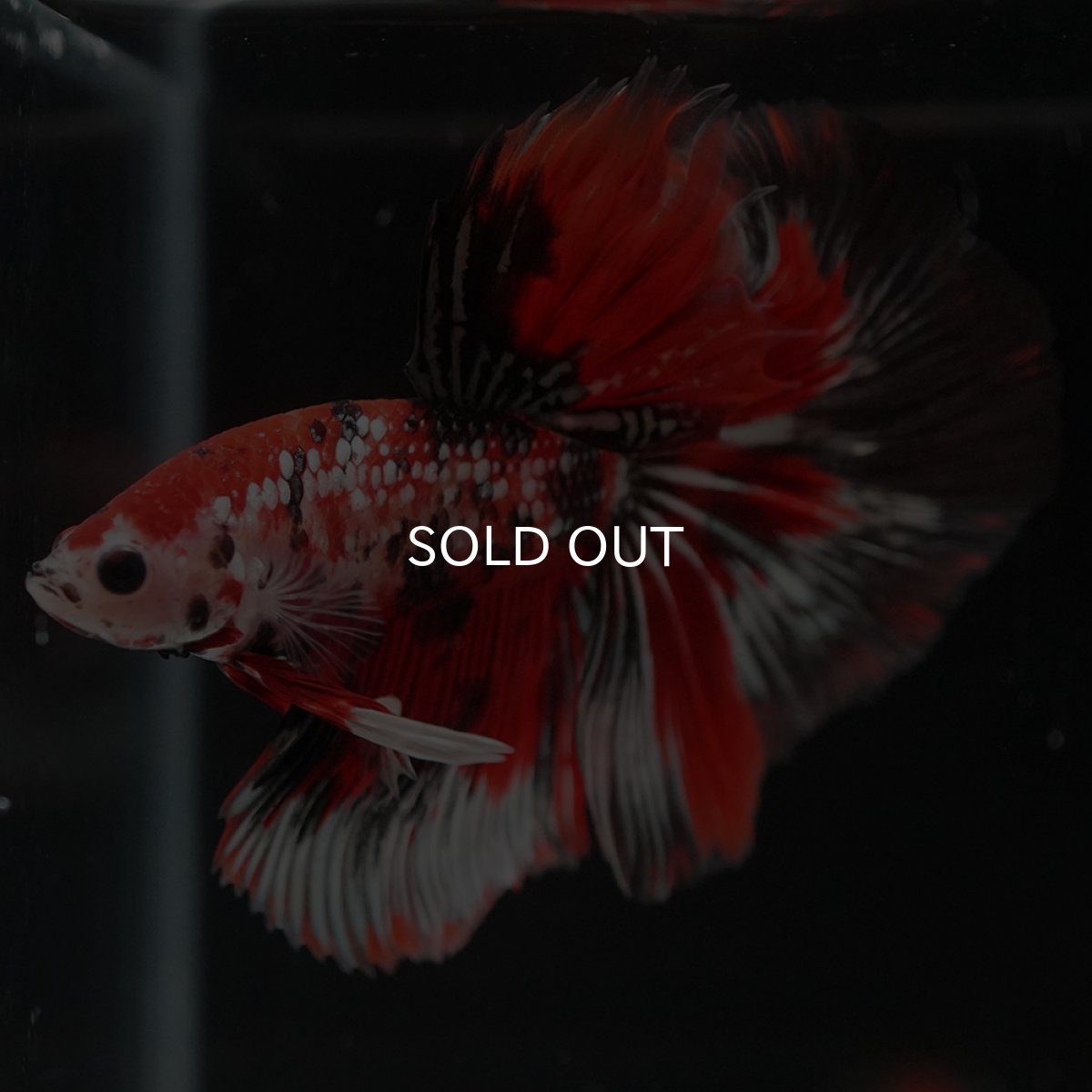 画像4: HM　鯉カッパー (4)