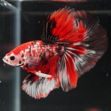 画像4: HM　鯉カッパー (4)