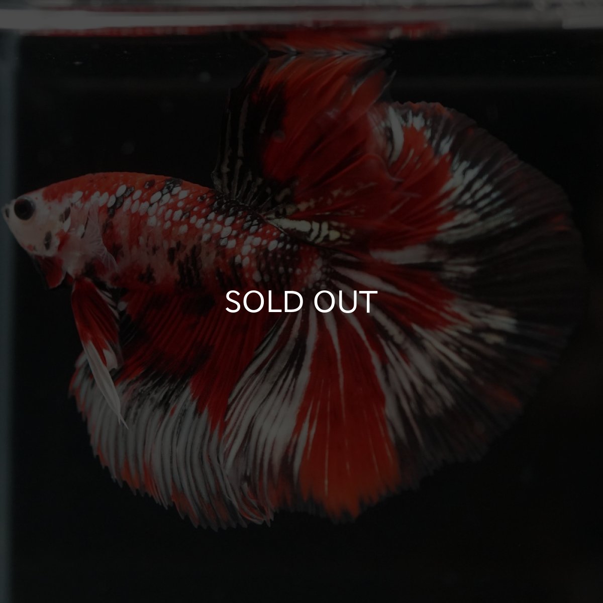 画像5: HM　鯉カッパー (5)