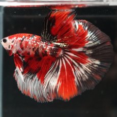 画像5: HM　鯉カッパー (5)