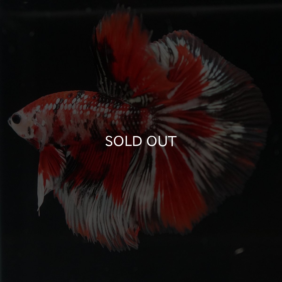 画像6: HM　鯉カッパー (6)