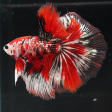 画像6: HM　鯉カッパー (6)