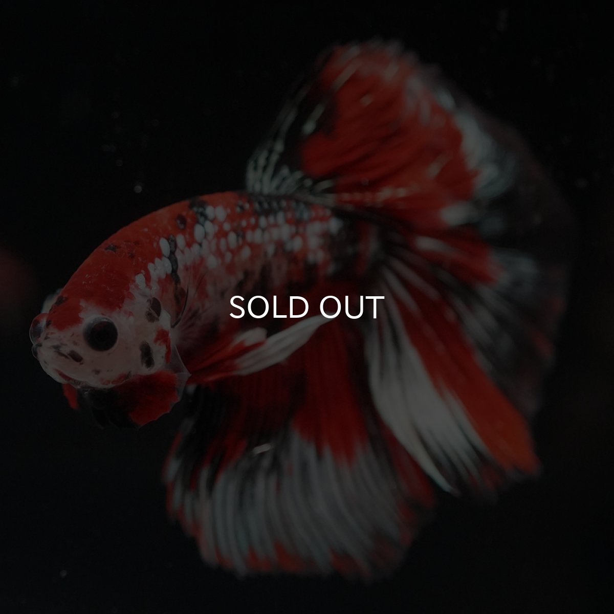 画像7: HM　鯉カッパー (7)