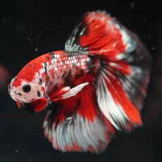 画像7: HM　鯉カッパー (7)