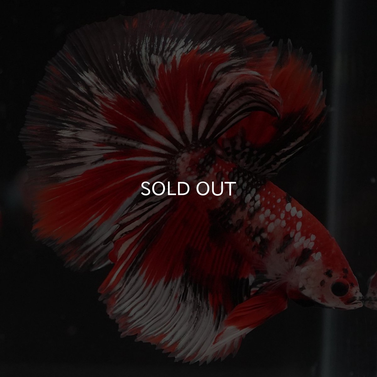 画像1: HM　鯉カッパー (1)