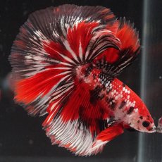 画像1: HM　鯉カッパー (1)