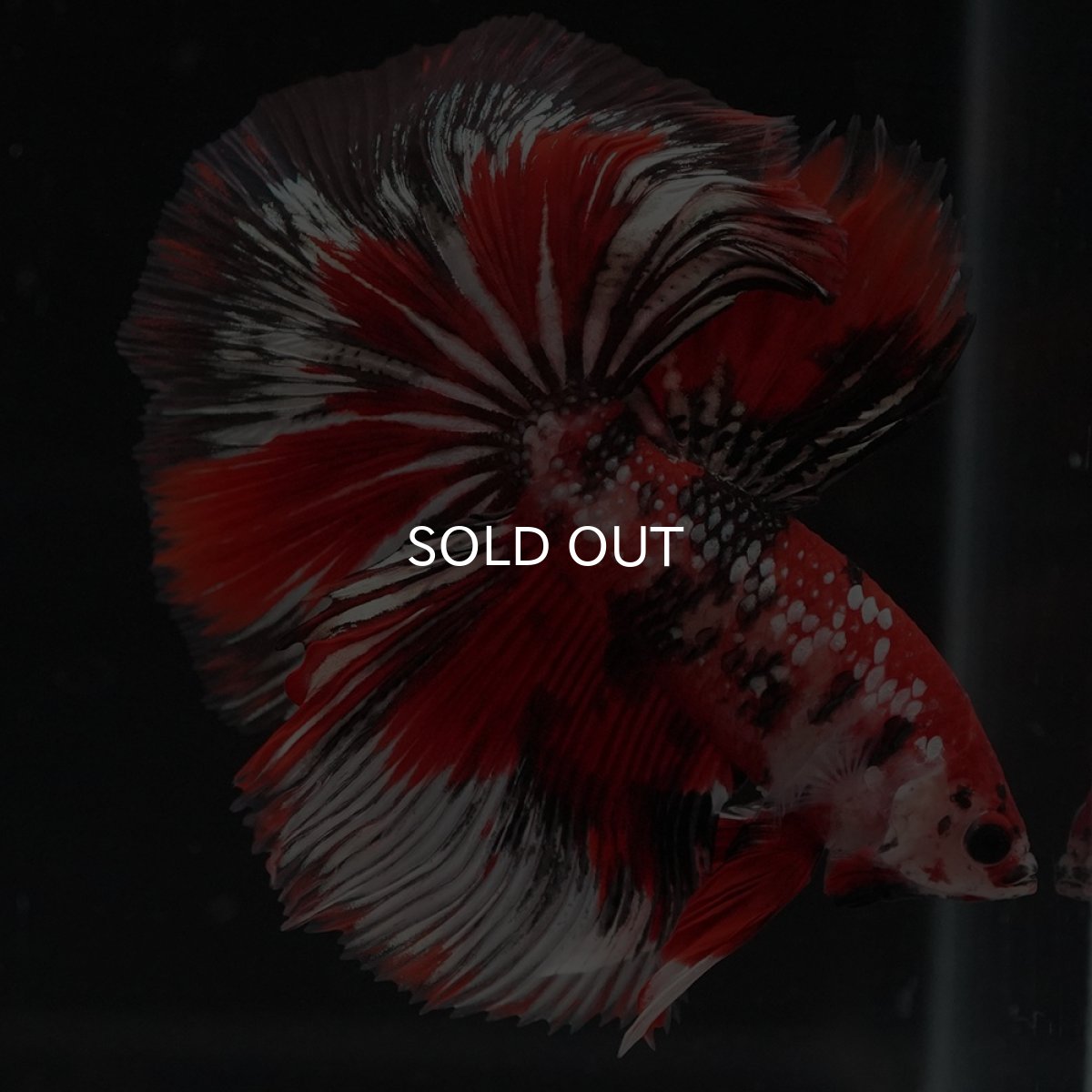 画像8: HM　鯉カッパー (8)