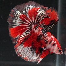 画像8: HM　鯉カッパー (8)