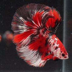 画像9: HM　鯉カッパー (9)