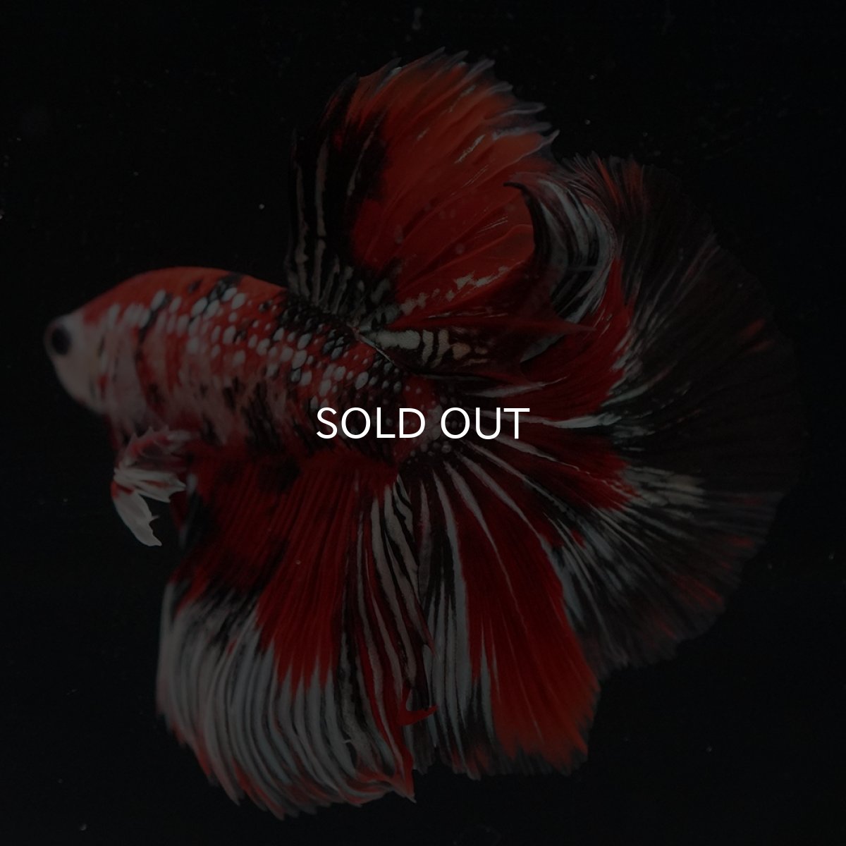 画像10: HM　鯉カッパー (10)