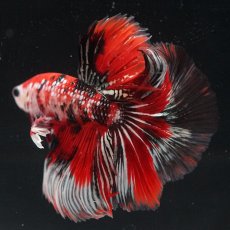 画像10: HM　鯉カッパー (10)