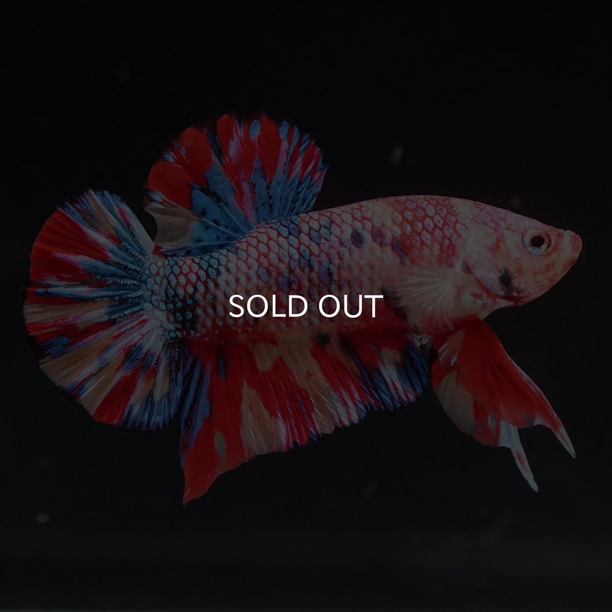 画像3: HMPK　キャンディ (3)