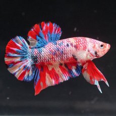 画像3: HMPK　キャンディ (3)