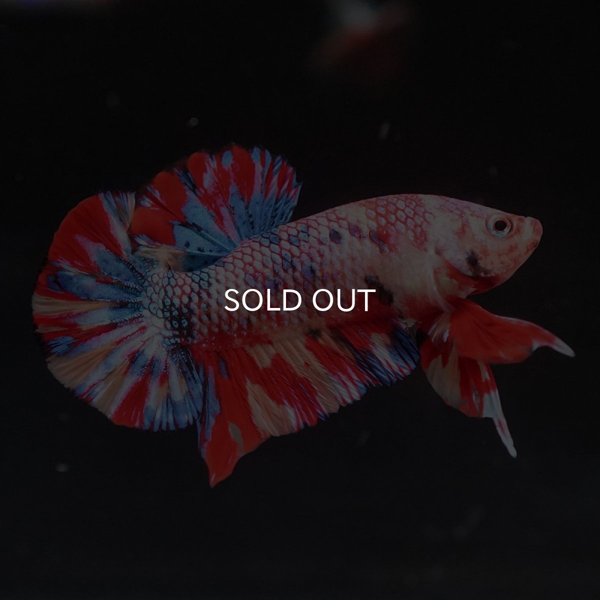 画像4: HMPK　キャンディ (4)