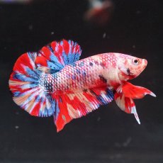 画像4: HMPK　キャンディ (4)