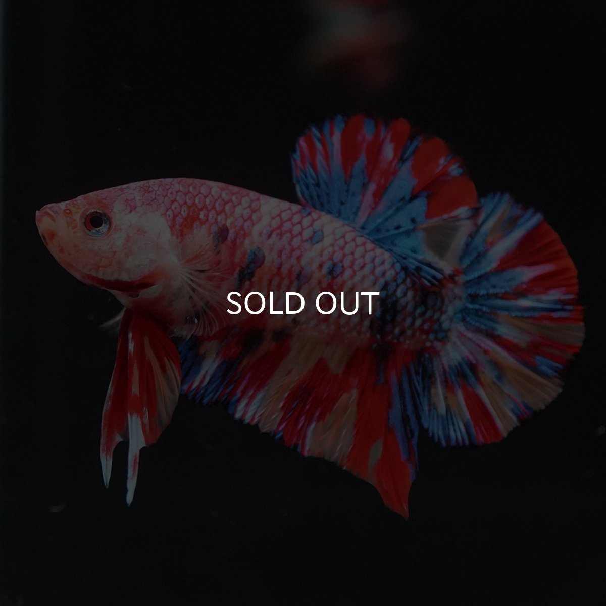 画像1: HMPK　キャンディ (1)