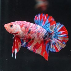 画像1: HMPK　キャンディ (1)