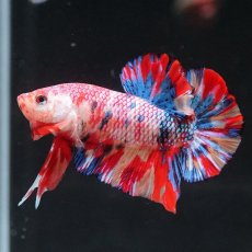 画像6: HMPK　キャンディ (6)