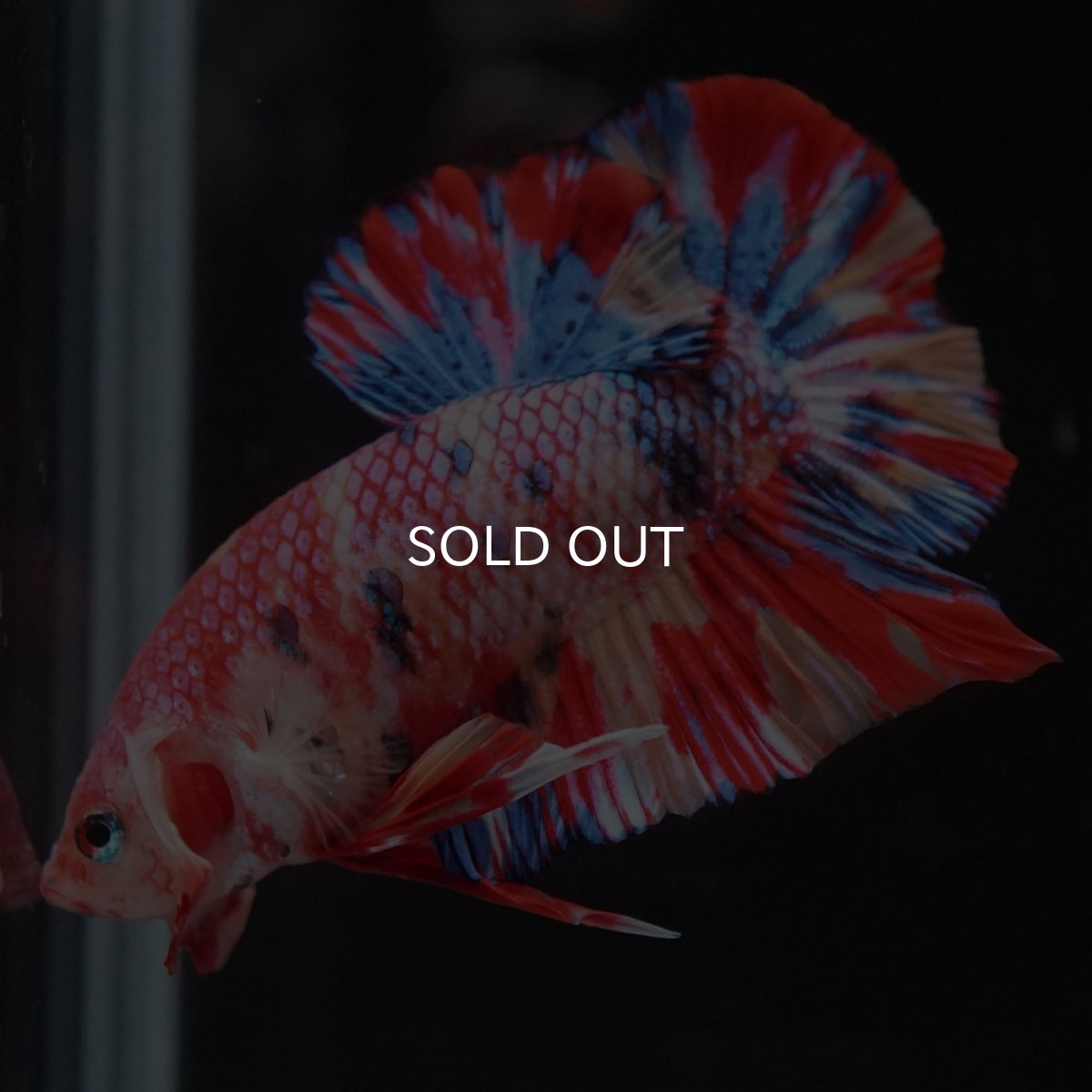 画像7: HMPK　キャンディ (7)