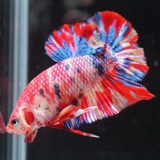 画像7: HMPK　キャンディ (7)