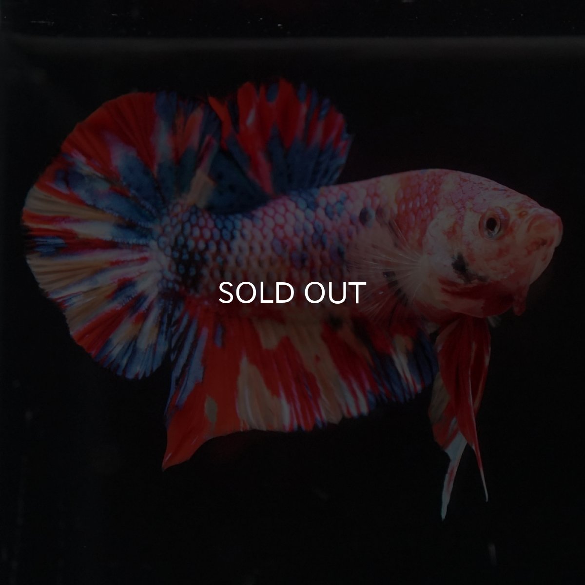 画像8: HMPK　キャンディ (8)