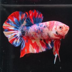 画像8: HMPK　キャンディ (8)