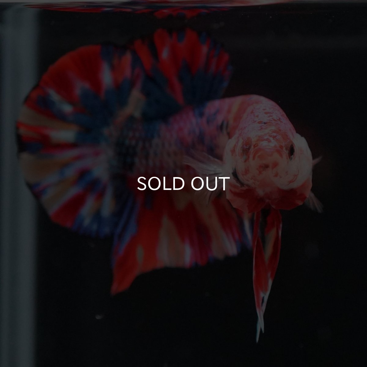 画像9: HMPK　キャンディ (9)