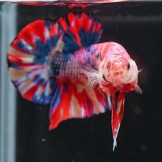 画像9: HMPK　キャンディ (9)