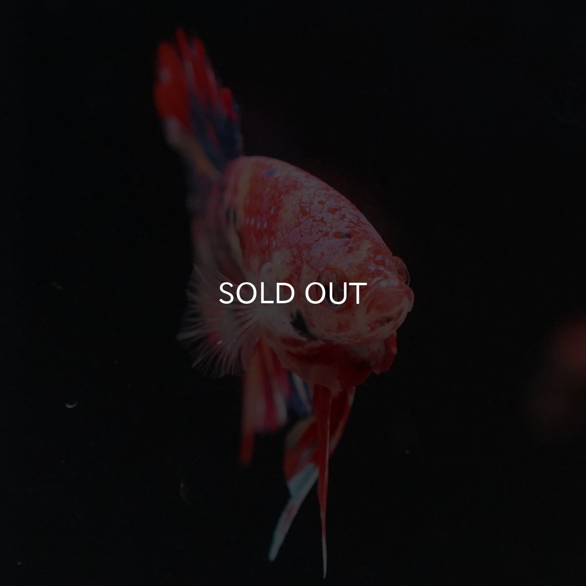 画像10: HMPK　キャンディ (10)