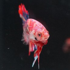 画像10: HMPK　キャンディ (10)