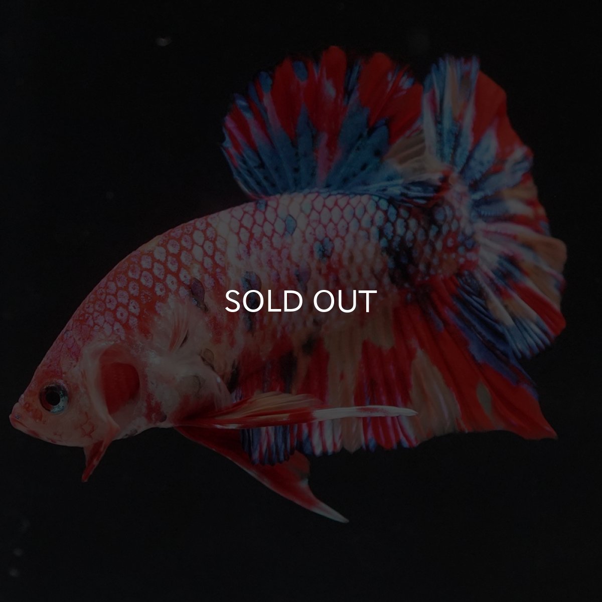 画像11: HMPK　キャンディ (11)