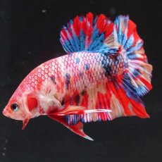 画像11: HMPK　キャンディ (11)