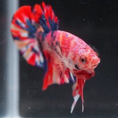 画像12: HMPK　キャンディ (12)