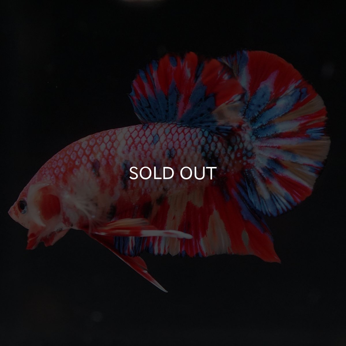 画像13: HMPK　キャンディ (13)