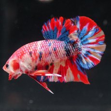 画像13: HMPK　キャンディ (13)