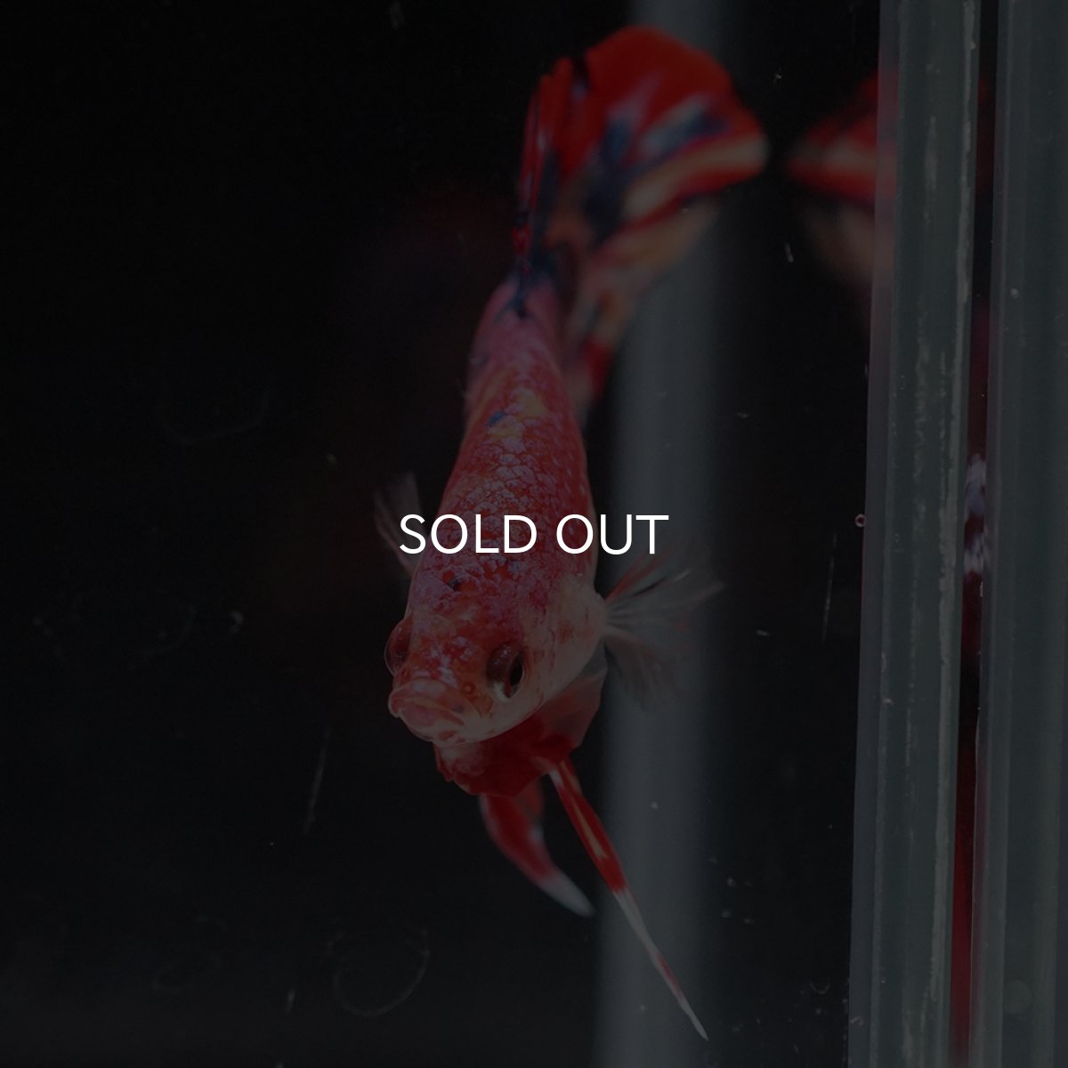 画像14: HMPK　キャンディ (14)