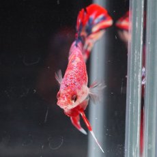 画像14: HMPK　キャンディ (14)