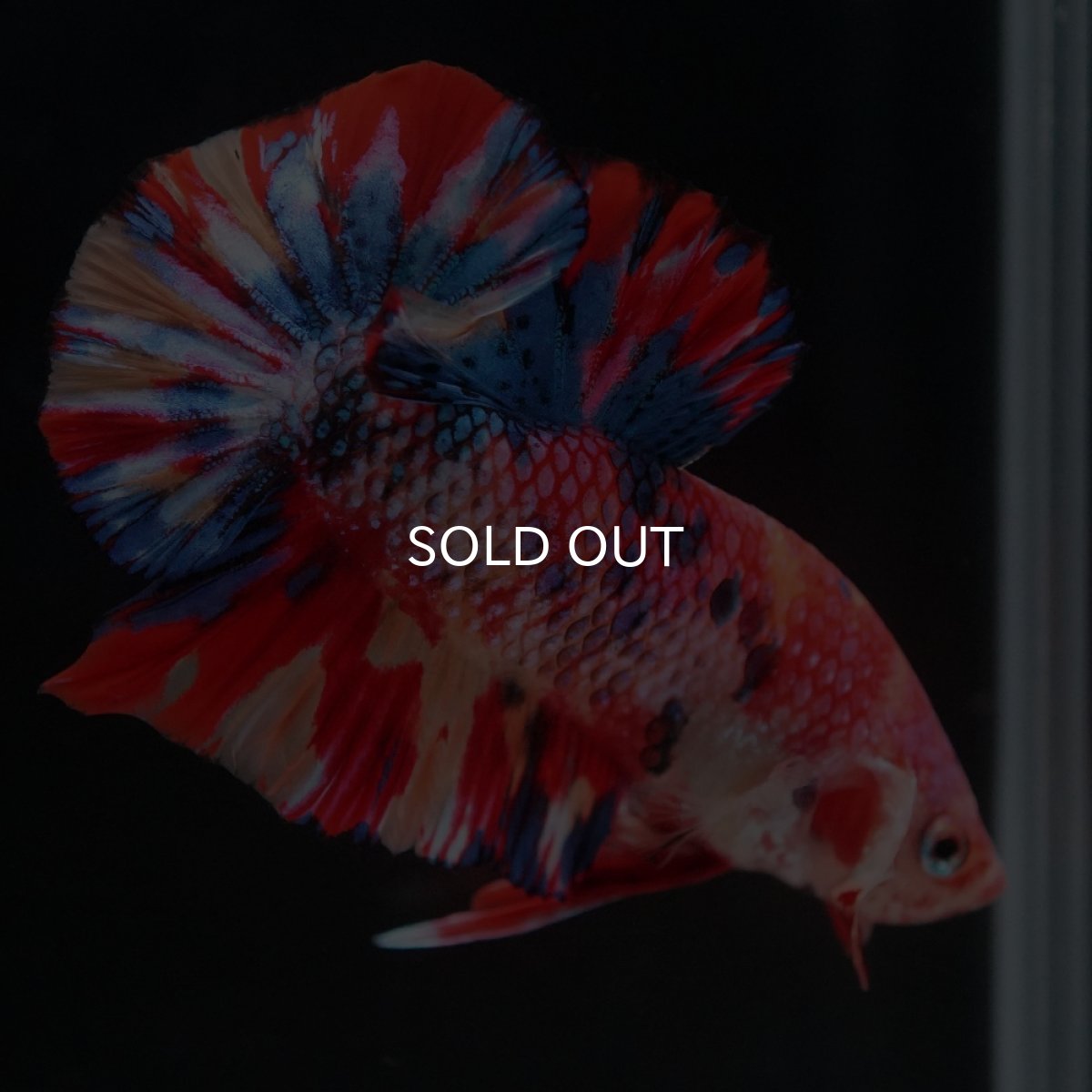 画像2: HMPK　キャンディ (2)