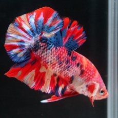 画像2: HMPK　キャンディ (2)