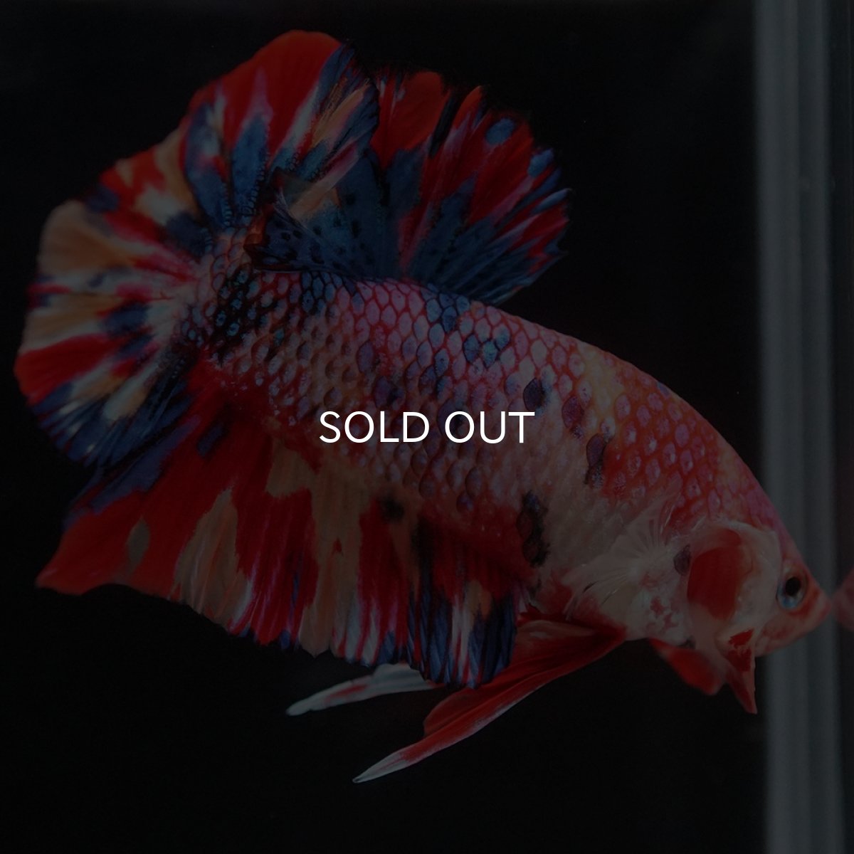 画像15: HMPK　キャンディ (15)